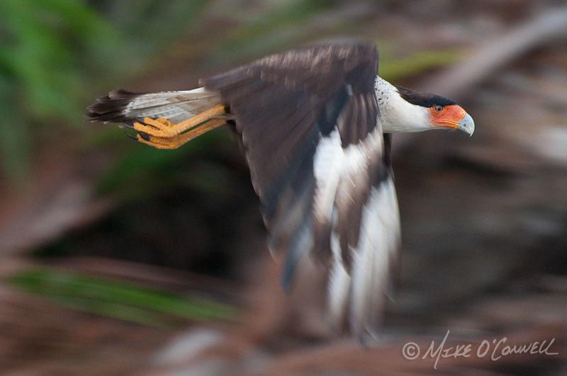 Crested Caracara in Flight