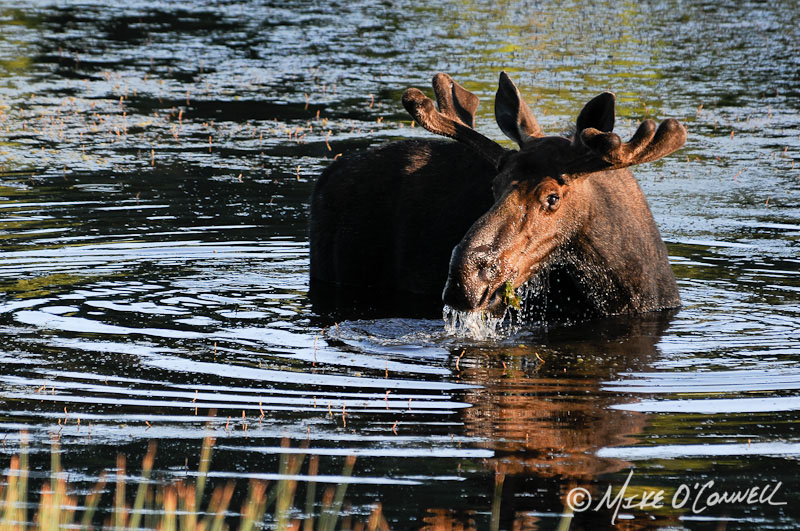 Floating Island Moose