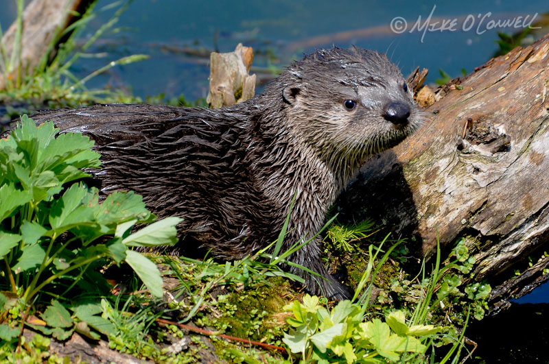 Otter Pup