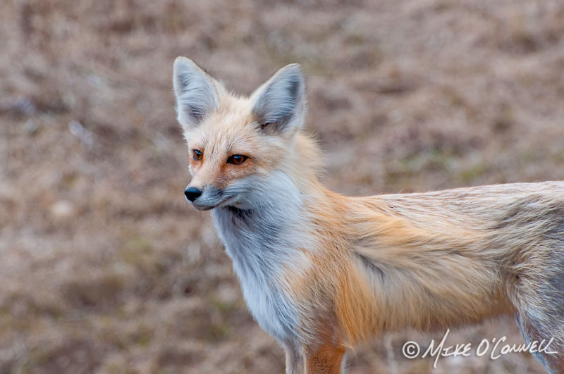 Warm Creek Fox
