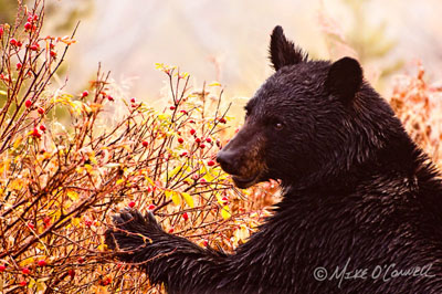 Black Bear and Rose Hips