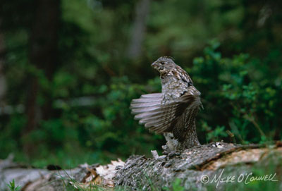 Drumming Grouse