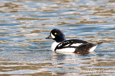 Goldeneye on Trout Lake