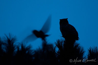 Owls at Twilight
