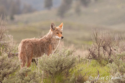 Springtime Coyote