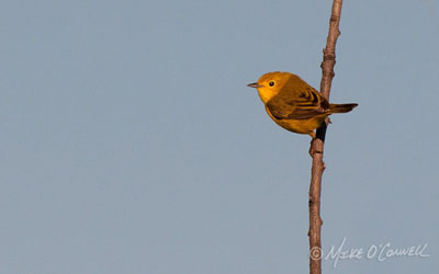 Yellow Warbler Portrait